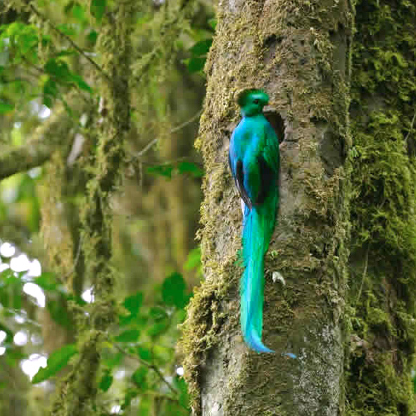 Goza de la observación de aves en los Petenes